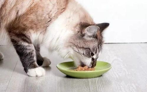 娱乐吃瓜菌猫猫,揭秘娱乐圈那些不为人知的幕后故事